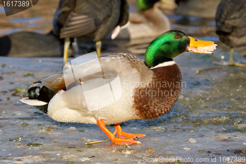 Image of A mallard is eating bread 