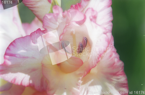 Image of gladioli details