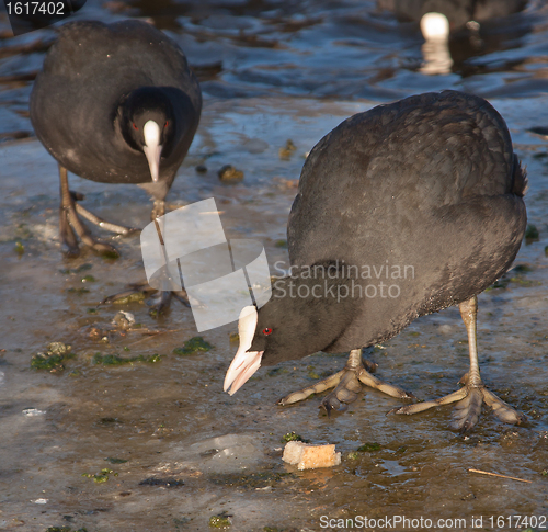Image of A common coot on the ice