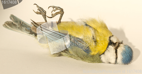 Image of A deceased blue tit 