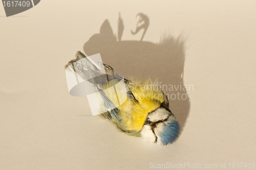 Image of A deceased blue tit 