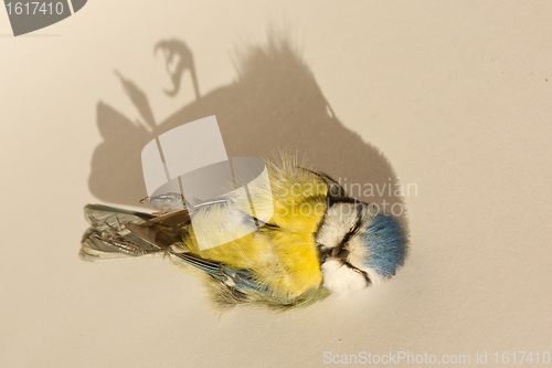 Image of A deceased blue tit 