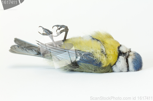 Image of A deceased blue tit 