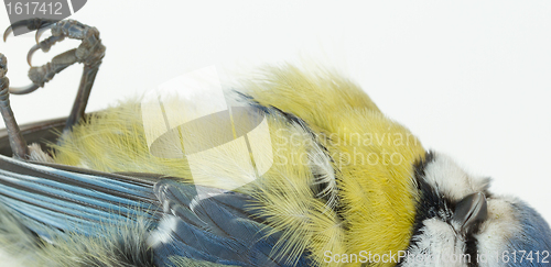 Image of A deceased blue tit 