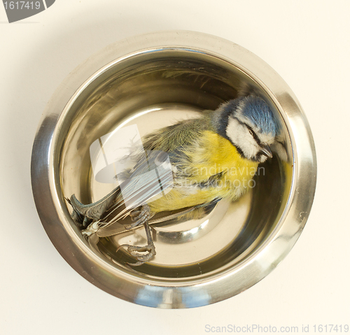 Image of A deceased blue tit 