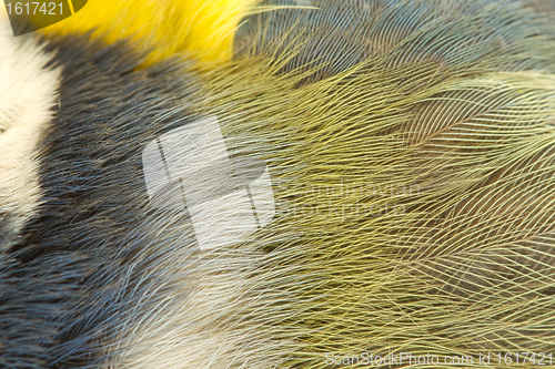 Image of A deceased blue tit 