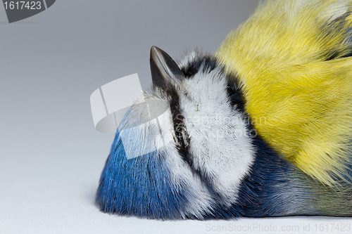 Image of A deceased blue tit 