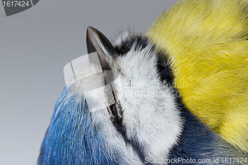 Image of A deceased blue tit 