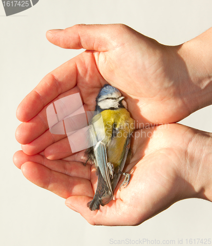 Image of A deceased blue tit