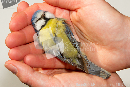 Image of A deceased blue tit