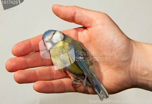 Image of A deceased blue tit