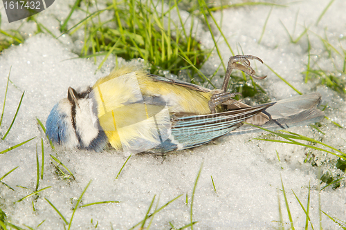 Image of A deceased blue tit