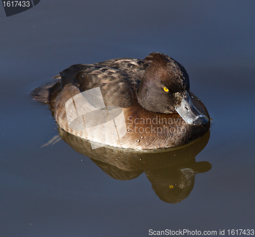 Image of Female Tufted duck