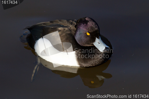 Image of Male Tufted duck