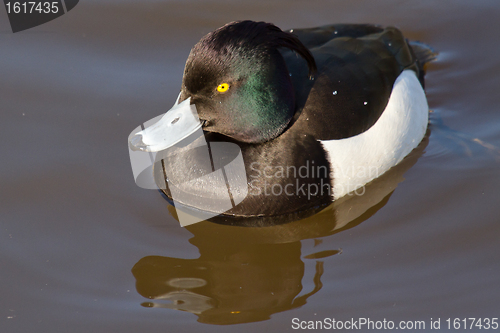 Image of Male Tufted duck