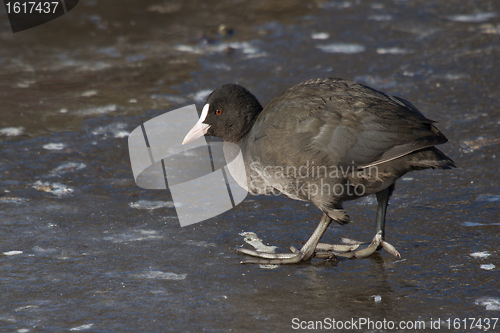 Image of A common coot
