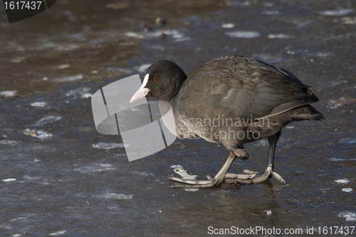 Image of A common coot