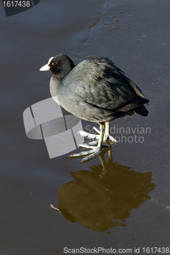 Image of A common coot