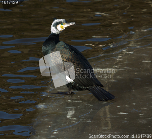 Image of A cormorant