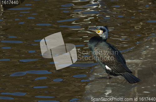 Image of A cormorant