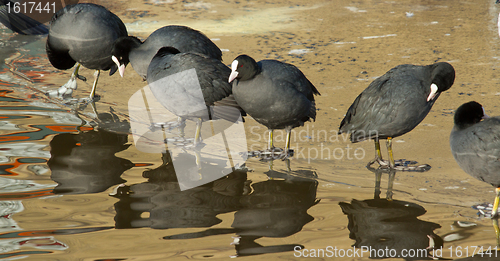 Image of A row common coots