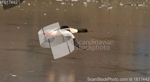 Image of A male Goosander is flying