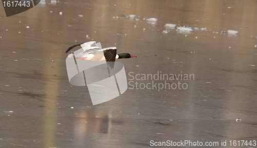 Image of A male Goosander is flying