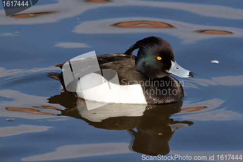 Image of Male Tufted duck