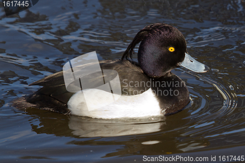 Image of Male Tufted duck