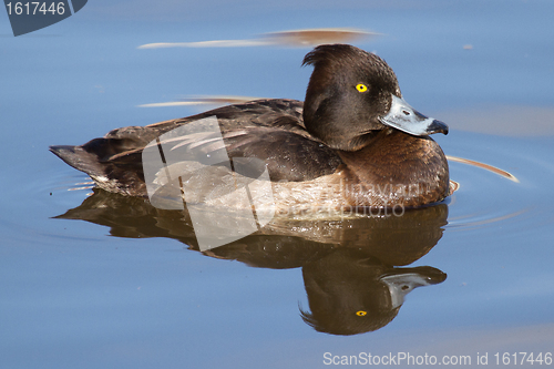 Image of Female Tufted duck