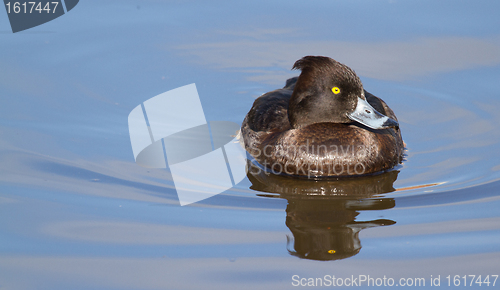 Image of Female Tufted duck