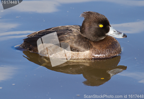 Image of Female Tufted duck