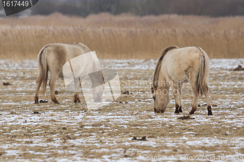 Image of Grazing Konik horses