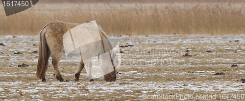 Image of Grazing Konik horse