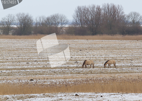 Image of Grazing Konik horses