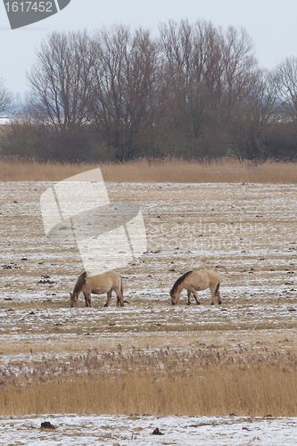 Image of Grazing Konik horses