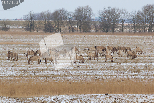 Image of Grazing Konik horses