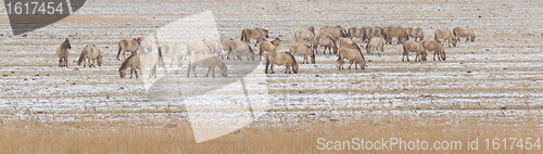 Image of Grazing Konik horses