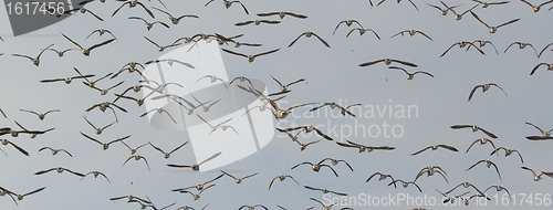 Image of A group of Brent geese