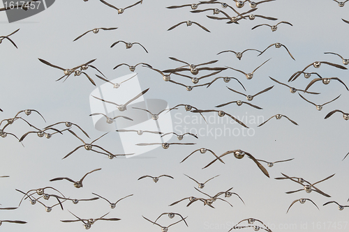 Image of A group of Brent geese
