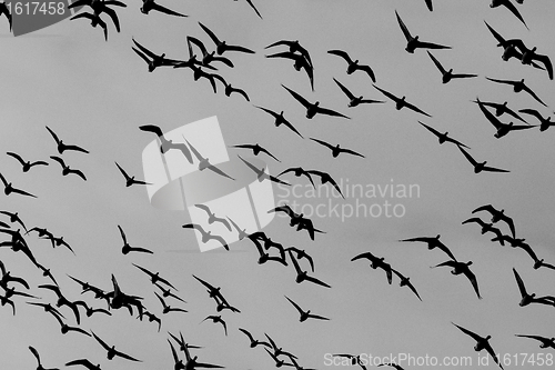 Image of A group of Brent geese