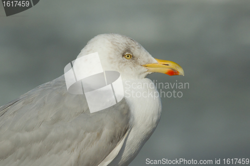 Image of A herring gull