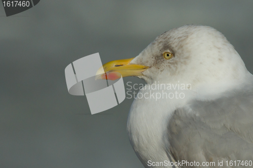 Image of A herring gull