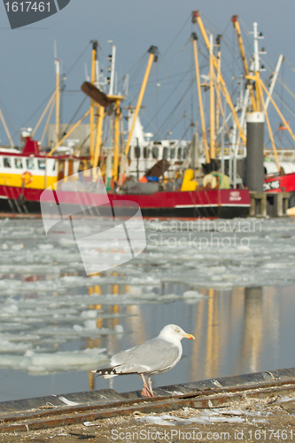 Image of A herring gull with a fishing boat