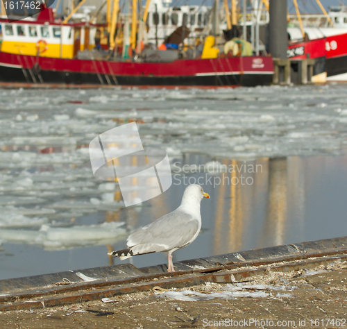 Image of A herring gull with a fishing boat