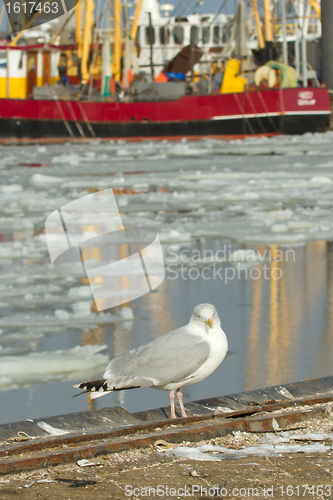 Image of A herring gull with a fishing boat