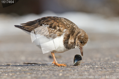 Image of Ruddy Turnstone