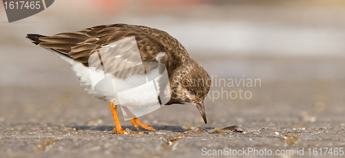 Image of Ruddy Turnstone