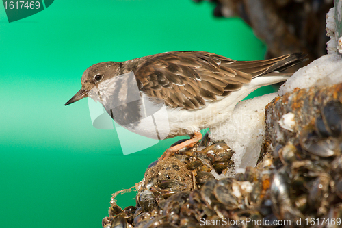 Image of Ruddy Turnstone