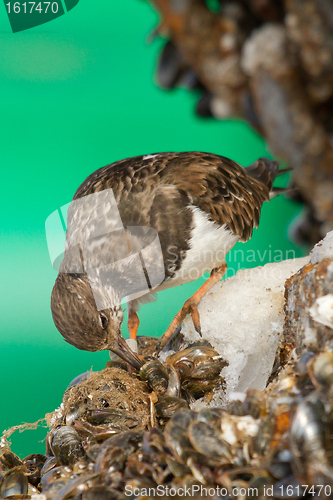 Image of Ruddy Turnstone